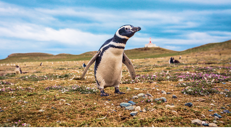 A Magellanic penguin stands alone on a grassy slope, with a small, distant lighthouse visible behind it